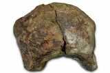 Sub-Adult Dinosaur (Triceratops) Occipital Condyle - Montana #351950-1